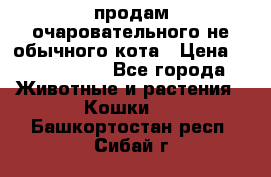 продам очаровательного не обычного кота › Цена ­ 7 000 000 - Все города Животные и растения » Кошки   . Башкортостан респ.,Сибай г.